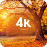Autumn Wallpapers in 4K_playmods.net